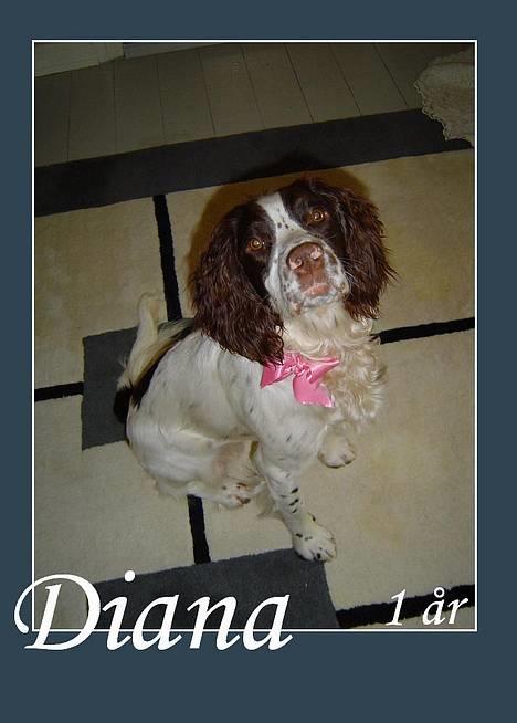 Field Trial spaniel Diana  billede 6