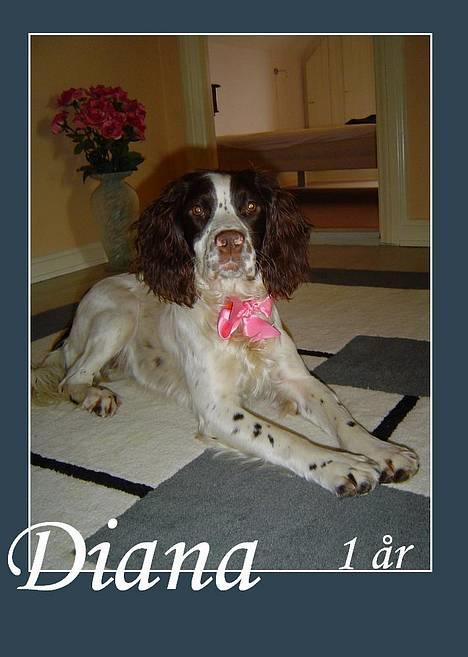 Field Trial spaniel Diana  billede 7