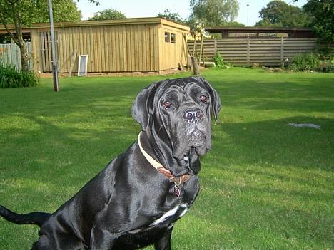 Cane corso campo di cavallo tara - du er bisse far jeg sidder jo og tisser billede 6