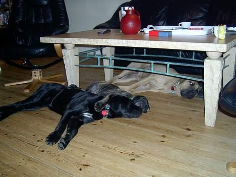 Cane corso campo di cavallo tara billede 7