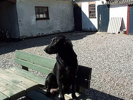 Schæferhund Svikmøllens Larus ( himmelhund ) - Sahro kone Tøsen schæfer/labrador blanding billede 2