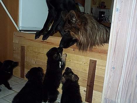 Schæferhund Svikmøllens Larus ( himmelhund ) - Sahro hilser på sine hvalpe fra sidste kuld billede 3
