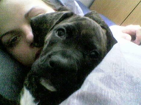 Amerikansk bulldog Nanna - Putte, putte, putte... billede 6