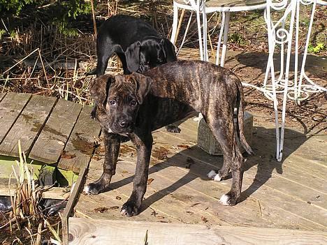 Amerikansk bulldog Nanna - Det var IKKE mig der lige hoppede igennem fiskebassinnet.... billede 7