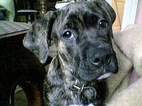 Amerikansk bulldog Nanna - Kalder du på mig??? billede 8