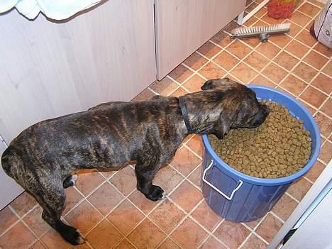 Amerikansk bulldog Nanna - Hi,hi....jeg får lige et mellem måltid...mor blir tosset hvis hun ser mig ;-) billede 9