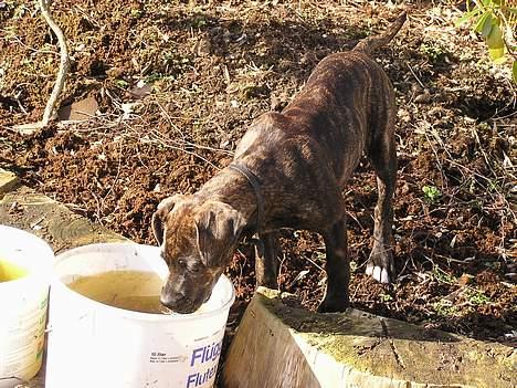 Amerikansk bulldog Nanna - Der er intet som regnvand ;-) billede 10