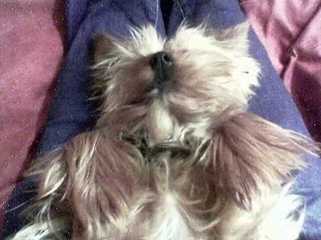 Yorkshire terrier Anton - Napper lige en lur på ryggen... billede 2