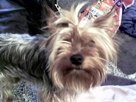 Yorkshire terrier Anton - Mor har sat en dut i håret på mig...jeg hader at ligne en tøs ;-) billede 3