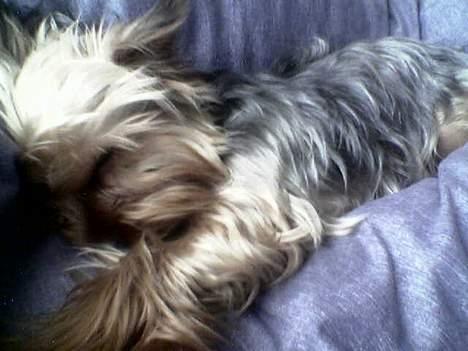 Yorkshire terrier Anton - Og en lur på siden... billede 4