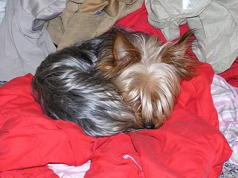 Yorkshire terrier Anton - Zzzzz....elsker at sove på vasketøjet mens mor vasker.. billede 9