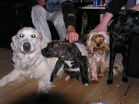 Yorkshire terrier Anton - Her er jeg sammen med mine 3 bedste venner, fra venstre, Zitta, Nanna mig selv og Freja. billede 10