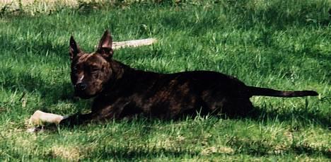 Amerikansk staffordshire terrier Betty Boop Magic Charm - Å ligge ute i solen med noen gode tyggeben..det er godt det! billede 1