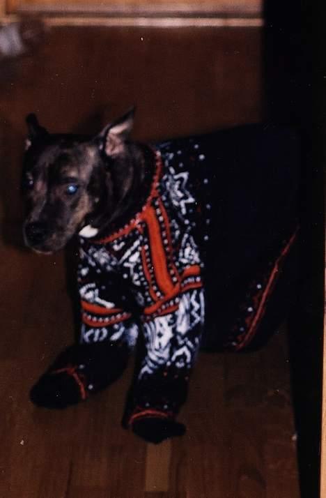 Amerikansk staffordshire terrier Betty Boop Magic Charm - Sukk..jeg fryser.. billede 2