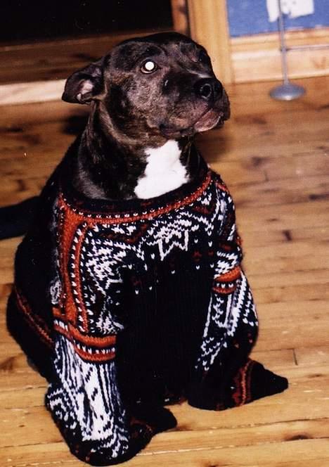 Amerikansk staffordshire terrier Betty Boop Magic Charm - Valpeøyne når hun vil ut..hvem kan si nei til dette? billede 3