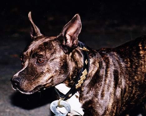 Amerikansk staffordshire terrier Betty Boop Magic Charm - Ikke noe glansløs pels her nei! billede 4