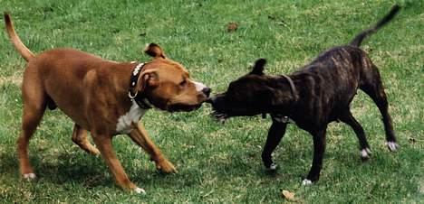 Amerikansk staffordshire terrier Betty Boop Magic Charm - Begge vill ha taubeinet..hvem vinner? billede 5