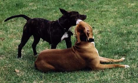 Amerikansk staffordshire terrier Betty Boop Magic Charm - Noen ganger er Lemmy god å kose med..spessielt når han ligger stille! billede 6