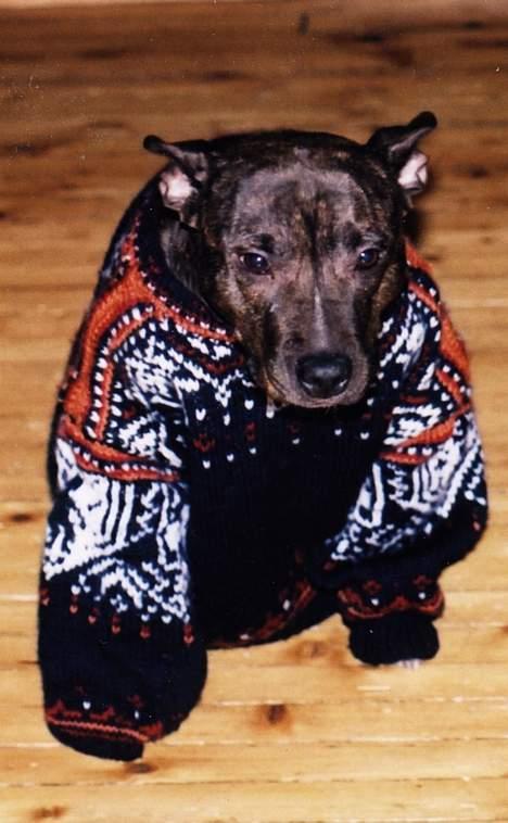 Amerikansk staffordshire terrier Betty Boop Magic Charm - Noen ganger er det kaldt her i nord..og da må vi kle på oss billede 7