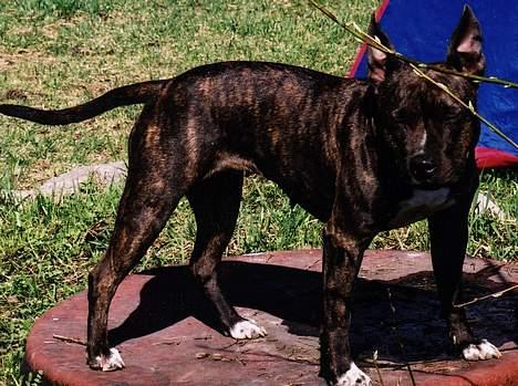 Amerikansk staffordshire terrier Betty Boop Magic Charm - Å sole seg er noe Frøya ELSKER.. billede 8