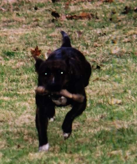 Amerikansk staffordshire terrier Betty Boop Magic Charm - .."Du trenger bare knipse og si hei, jeg kommer alltid løpende til deg".. billede 9