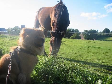 Blanding af racer Bertha - mor, kan vi ikke nok gå videre? billede 3