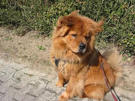 Blanding af racer Bertha - så skal vi ud og gå tur billede 7