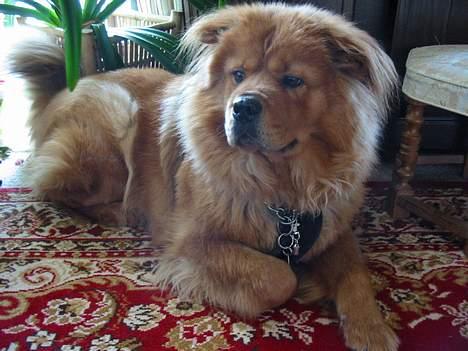 Blanding af racer Bertha - så tar vi en slapper billede 9