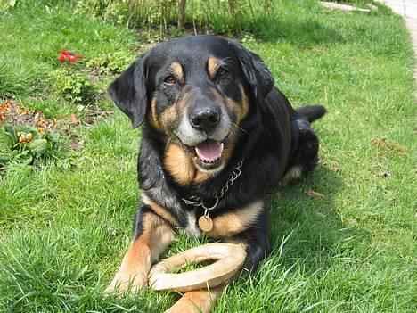 Blanding af racer Rolf - Her ligger Rolf med hans kødben:-) billede 1