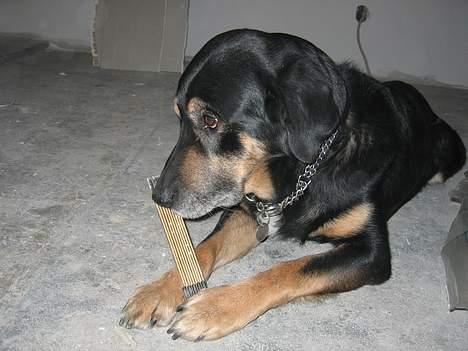 Blanding af racer Rolf billede 3