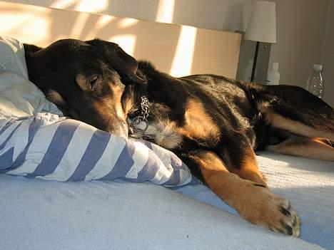 Blanding af racer Rolf billede 4