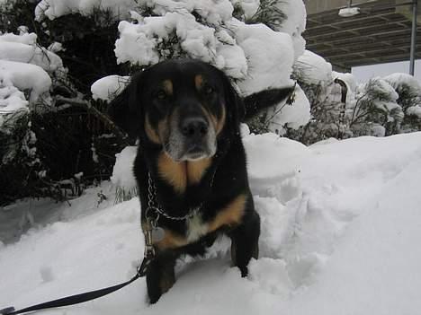 Blanding af racer Rolf billede 5