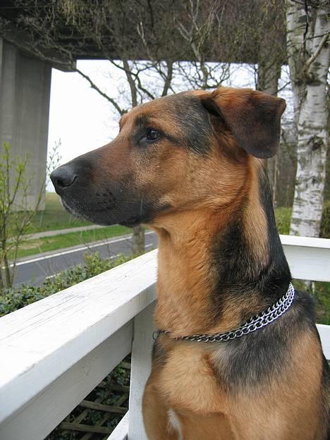 Blanding af racer MacKenzie billede 1