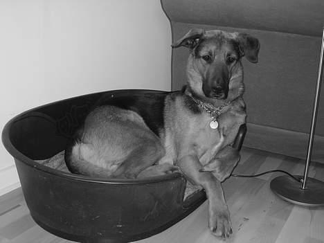 Blanding af racer MacKenzie billede 2