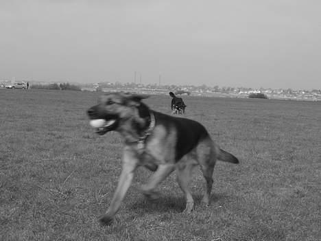 Blanding af racer MacKenzie billede 3