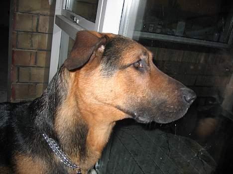 Blanding af racer MacKenzie billede 4