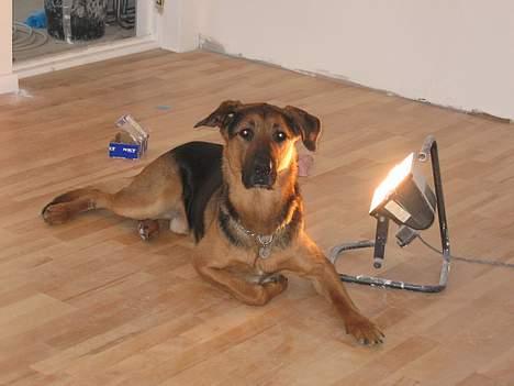 Blanding af racer MacKenzie billede 5