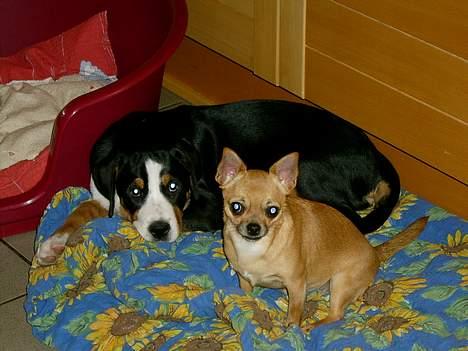 Grosser schweizer sennenhund Bella billede 8