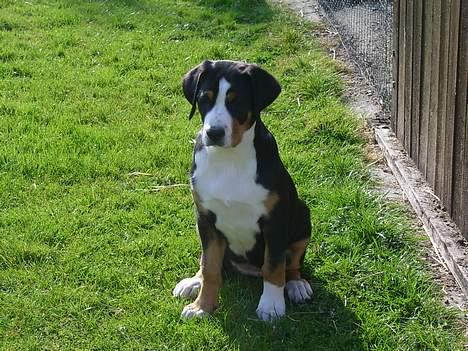 Grosser schweizer sennenhund Bella billede 9