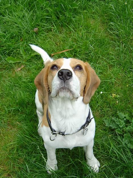 Beagle Bailey 1999-2011 - Lad godbidderne komme til mig...! billede 1