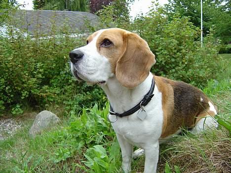 Beagle Bailey 1999-2011 - Ligner jeg vel en "genbrugshund"? billede 2