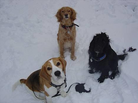 Beagle Bailey 1999-2011 - Mig og mine venner... billede 3