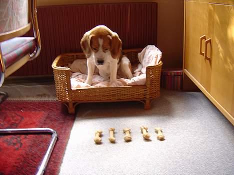 Beagle Bailey 1999-2011 - 5 års fødselsdag... billede 4