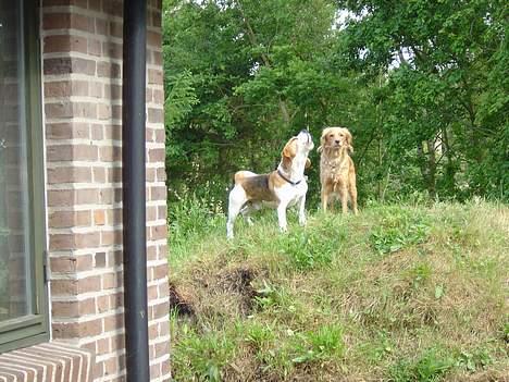 Beagle Bailey 1999-2011 - Altid frisk på at starte et hylekor i nabolaget... billede 5