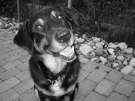 Blanding af racer Rolf billede 6