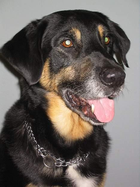 Blanding af racer Rolf billede 7