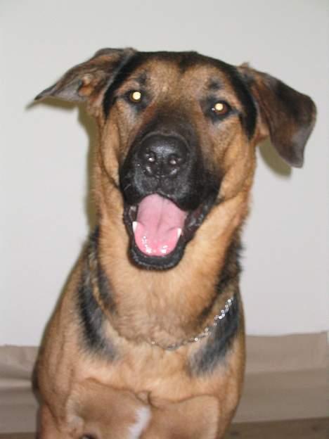 Blanding af racer MacKenzie billede 6