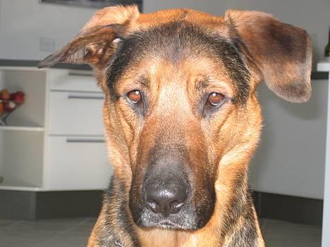 Blanding af racer MacKenzie billede 7