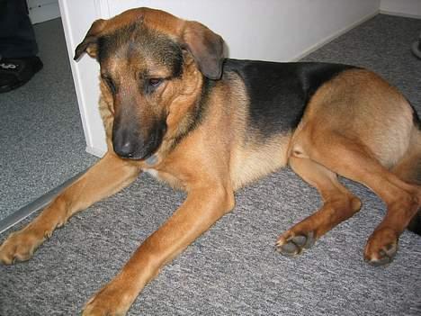 Blanding af racer MacKenzie billede 8