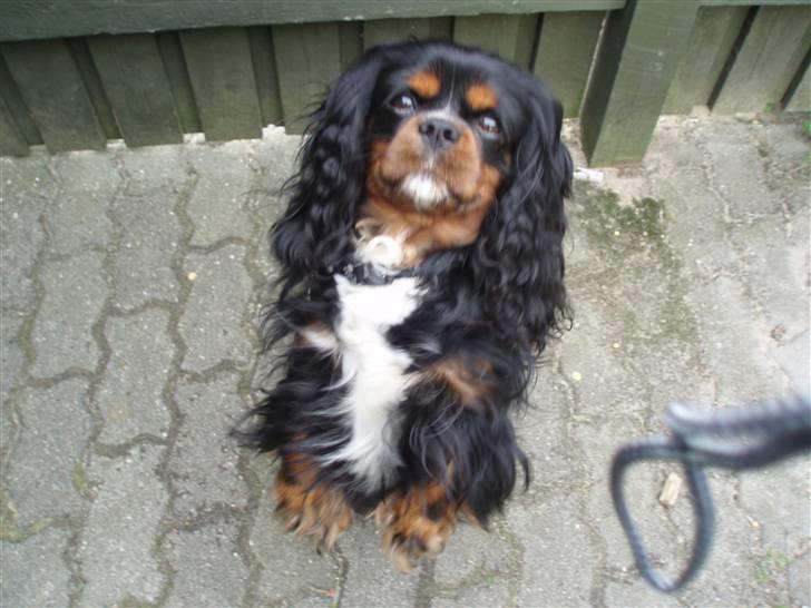 Cavalier king charles spaniel Sofus - Velkommen til sofus´ Profil, Husk at ligge en karakter og en kommentar ;) billede 1